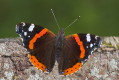 Rusaka admira (Vanessa atalanta)