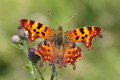 Polygonia c-album