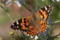 Rusaka osetnik (Vanessa cardui)