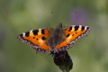 Rusaka pokrzywnik (Aglais urticae)