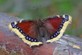 Rusaka aobnik (Nymphalis antiopa)