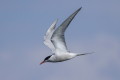 Sterna hirundo