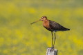 Rycyk (Limosa limosa)