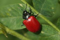 Chrysomela populi