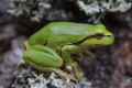 Hyla arborea