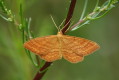 Scopula rubiginata