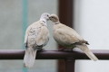 Sierpwka (Streptopelia decaocto)