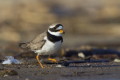 Sieweczka obrona (Charadrius hiaticula)