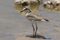 Sieweczka piaskowa (Charadrius pecuarius)