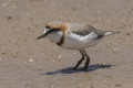 Sieweczka przyldkowa (Charadrius pallidus)