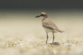 Sieweczka pustynna (Charadrius leschenaultii)