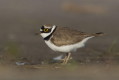 Sieweczka rzeczna (Charadrius dubius)