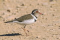 Sieweczka niada (Charadrius tricollaris)