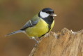 Sikora bogatka (Parus major)