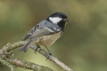 Parus ater