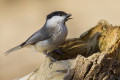 Sikora uboga (Parus palustris)