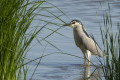 lepowron (Nycticorax nycticorax)