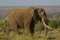 Słoń afrykański (Loxodonta africana)