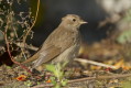 Sowik szary (Luscinia luscinia)