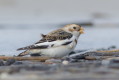 niegua (Plectrophenax nivalis)