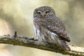 Sweczka (Glaucidium passerinum)