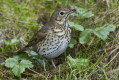 piewak (Turdus philomelos)