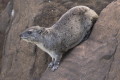 Heterohyrax brucei