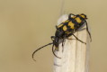 Leptura quadrifasciata