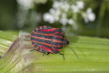 Strojnica baldaszkwka (Graphosoma lineatum)