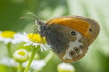 Strzpotek perekowiec (Coenonympha arcania)