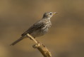 Anthus melindae