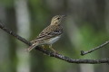 wiergotek drzewny (Anthus trivialis)