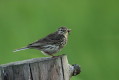 Anthus pratensis