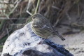 Anthus petrosus