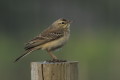 wiergotek polny (Anthus campestris)