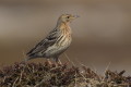 Anthus cervinus