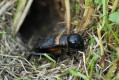 wierszcz polny (Gryllus campestris)