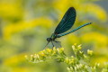 Calopteryx virgo