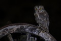 Otus scops