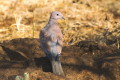 Streptoptelia senegalensis