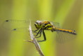 Szablak czarny (Sympetrum danae)