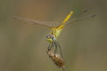 Szablak wdrowny (Sympetrum fonscolombii)