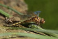 Szablak zwyczajny (Sympetrum vulgatum)