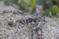 Szczerklina piaskowa (Ammophila sabulosa)