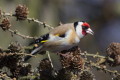 Szczygie (Carduelis carduelis)