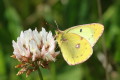 Szlaczko siarecznik (Colias hyale)