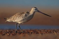 Szlamnik (Limosa lapponica)