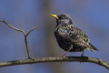 Sturnus vulgaris