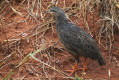 Szponiastong czubaty (Pternistis hildebrandti)