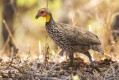 Szponiastong togardy (Pternistis leucoscepus)